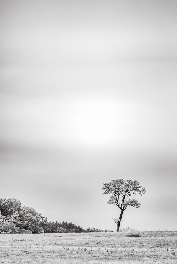 Träd i svartvitt, Skåne - Foto: Viktor Sundberg