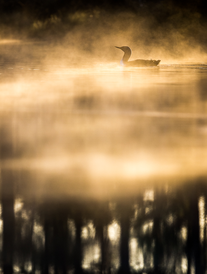 Smålom i morgondimma - Foto: Viktor Sundberg