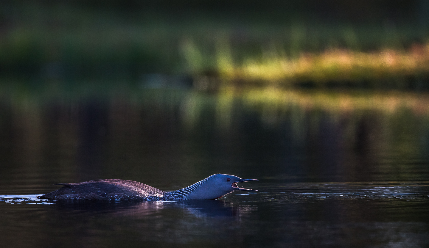 Smålom - Foto: Viktor Sundberg