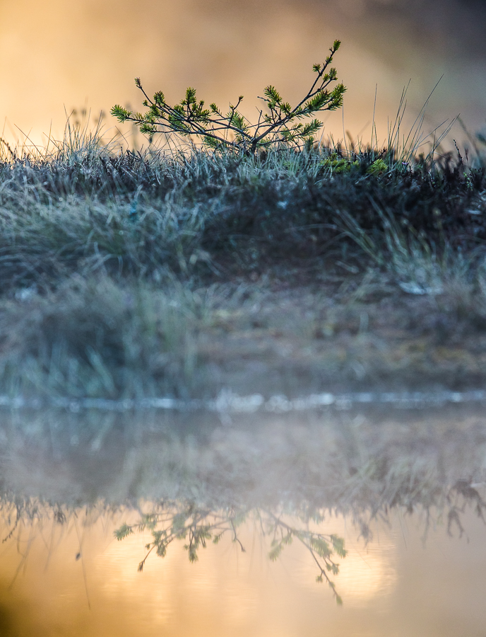 Knuthöjdsmossen - Foto: Viktor Sundberg