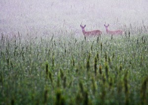 Rådjur i ängen vid sommarstugan