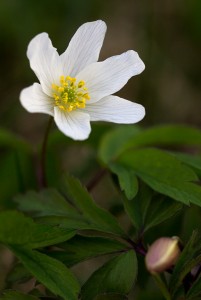 Vitsippa med tillhörande knopp