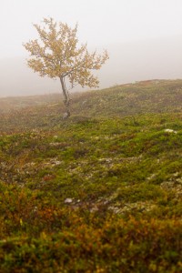 Disigt på fjället