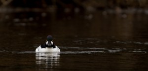 Knipa med blick för fotografer