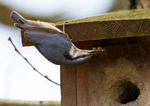 Nötväckan tätar holken inför säsongen