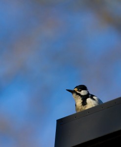 Plåthackande större hackspett