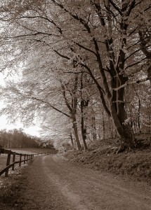 Landsväg mellan äng och skog