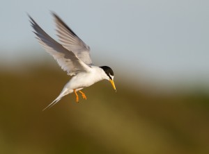 Fått syn på något?