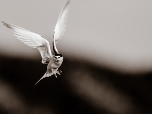 Mästerlig flygare
