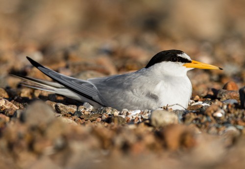 Småtärna (Sternula albifrons)