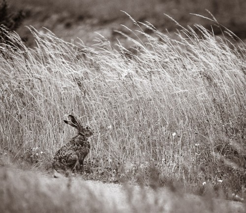 Hare