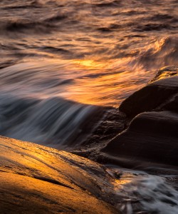 Guldblänk i klipporna vid Hummerviken, Öckerö - Foto: Viktor Sundberg