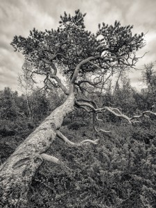 Tall, Abisko nationalpark - Foto: Viktor Sundberg