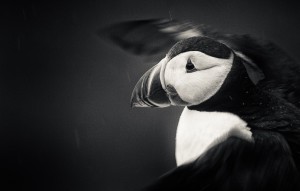 Lunnefågel - Foto: Viktor Sundberg