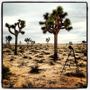 Joshua Tree NP.