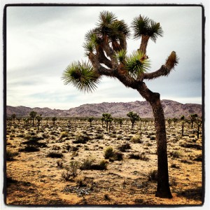 Joshua Tree NP.