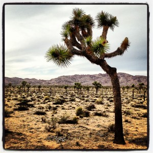 Joshua Tree NP.