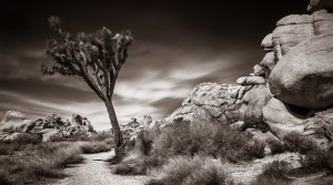 Joshua Tree National Park