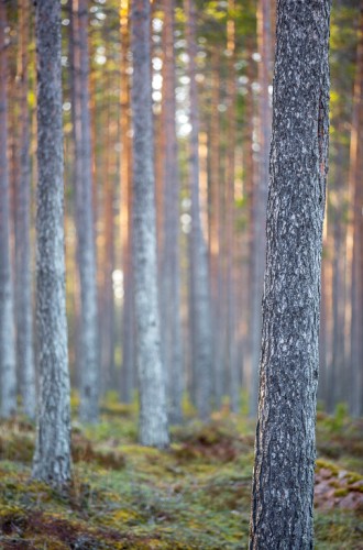 Ovanför Dalhalla i Dalarna - Foto: Viktor Sundberg