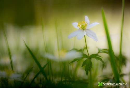 Vitsippa - Foto: Viktor Sundberg / Naturfotokurser.se