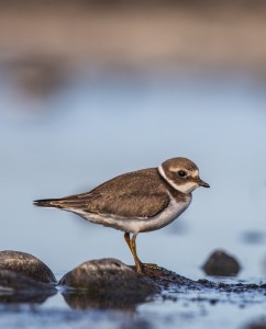 Större strandpipare (juv.) - Foto: Viktor Sundberg