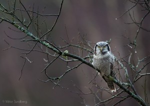 Hökuggla - Foto: Viktor Sundberg