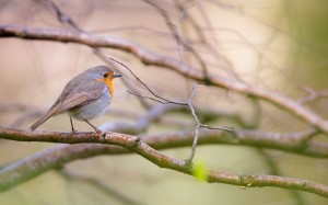 Rödhake - Foto: Viktor Sundberg