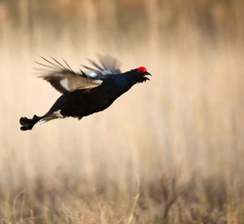 Flygande orre - Foto: Viktor Sundberg