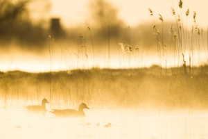 Grågäss i morgondimma - Foto: Viktor Sundberg