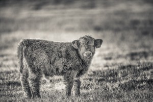 Highland cattle - Foto: Viktor Sundberg