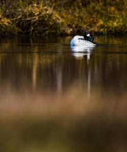 Spelande knipa - Foto: Viktor Sundberg