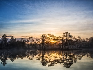 Knuthöjdsmossen - Foto: Viktor Sundberg