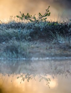 Liten växt på Knuthöjdsmossen - Foto: Viktor Sundberg