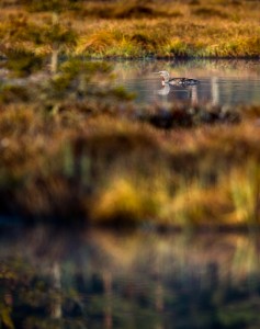 Smålom i medljus - Foto: Viktor Sundberg