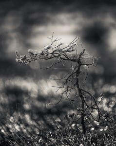 Halvdöd växt i svartvitt - Foto: Viktor Sundberg