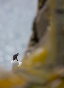 Tordmule, Isle of May - Foto: Viktor Sundberg