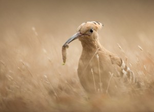 Härfågel - Foto: Viktor Sundberg