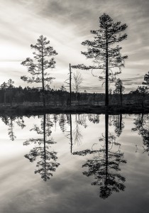 Knuthöjdsmossen - Foto: Viktor Sundberg