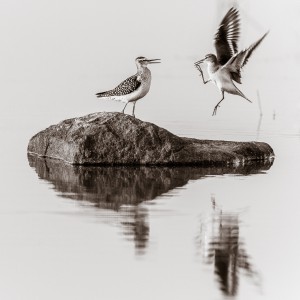Karatefåglar - Foto: Viktor Sundberg