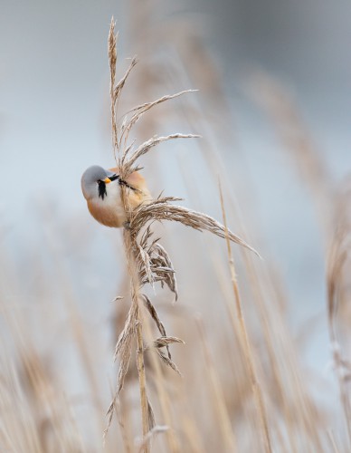 Skäggmes - Foto: Viktor Sundberg