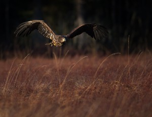 Havsörn - Foto: Viktor Sundberg