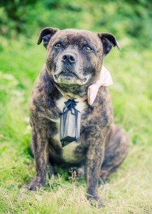 Hunden bär ringarna - Foto: Viktor Sundberg, bröllopsfotograf Göteborg